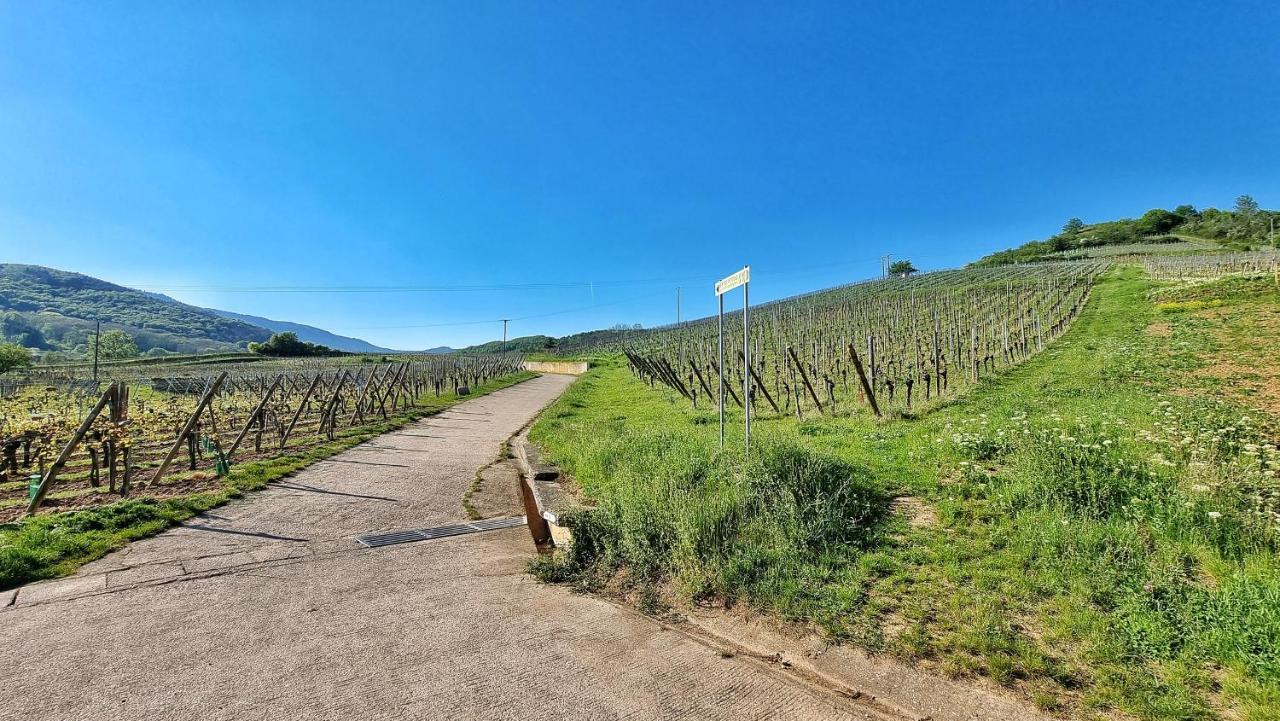 Aux Pieds Des Vignes Appartement Bergheim Buitenkant foto